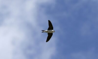 Le grand déclin des passereaux et le retour des cigognes 50 ans de hauts et bas pour les oiseaux en France