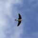 Le grand déclin des passereaux et le retour des cigognes 50 ans de hauts et bas pour les oiseaux en France