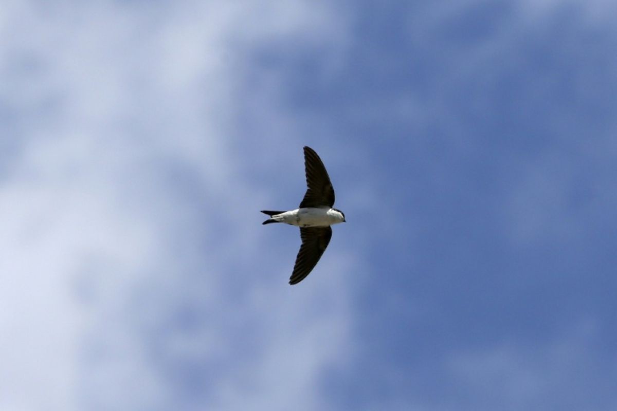 Le grand déclin des passereaux et le retour des cigognes 50 ans de hauts et bas pour les oiseaux en France