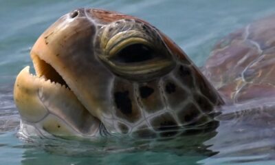 Le trésor caché des fonds marins qui inquiète Pékin