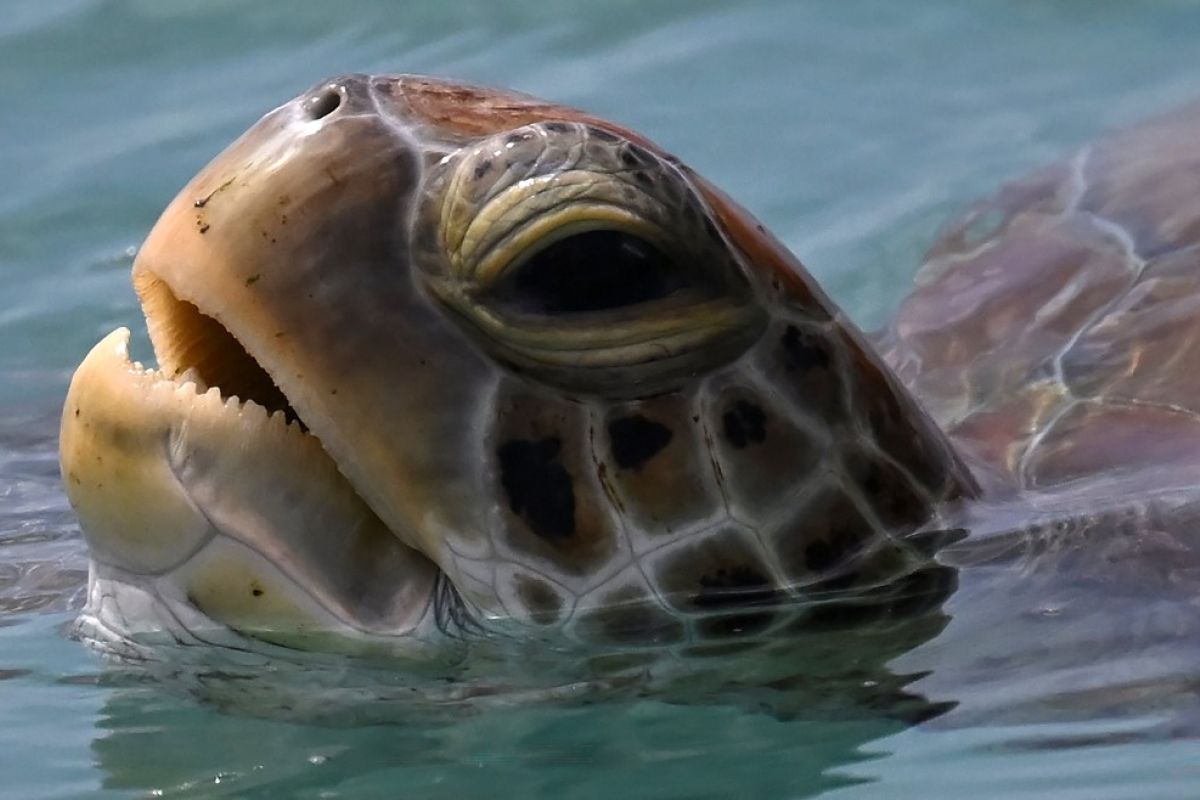 Le trésor caché des fonds marins qui inquiète Pékin
