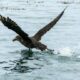 L'Australie rattrapée par la grippe aviaire H5