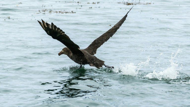 L'Australie rattrapée par la grippe aviaire H5