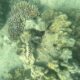 Sous les mers une lueur d'espoir pour les coraux menacés
