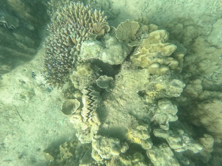 Sous les mers une lueur d'espoir pour les coraux menacés