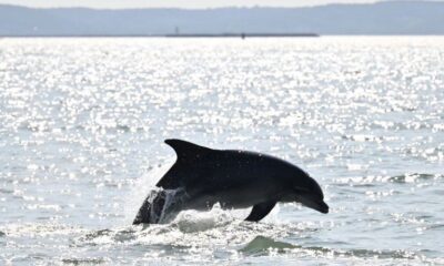 La justice ordonne un plan d'urgence pour sauver les dauphins du golfe de Gascogne