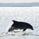 La justice ordonne un plan d'urgence pour sauver les dauphins du golfe de Gascogne