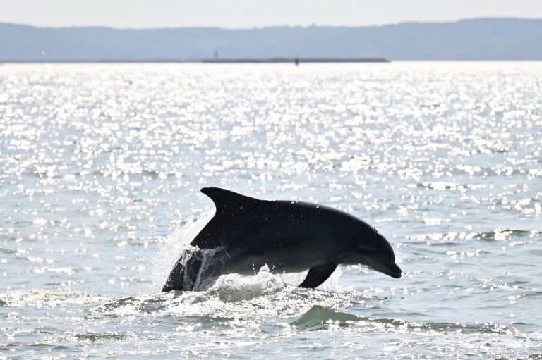 La justice ordonne un plan d'urgence pour sauver les dauphins du golfe de Gascogne