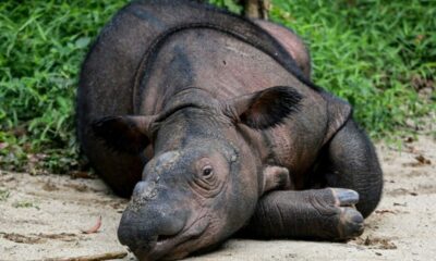 Le dernier espoir pour sauver le rhinocéros de Bornéo court dans la forêt