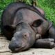 Le dernier espoir pour sauver le rhinocéros de Bornéo court dans la forêt