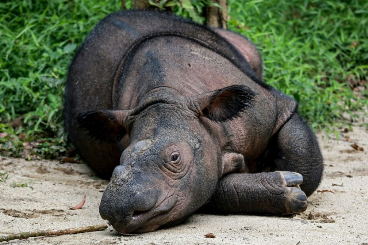 Le dernier espoir pour sauver le rhinocéros de Bornéo court dans la forêt