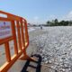 Ces bactéries vieilles de 3 milliards d’ans profitent de la canicule pour envahir les lacs