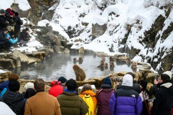 Les macaques des sources chaudes étouffés par les touristes le parc japonais plafonne les visites