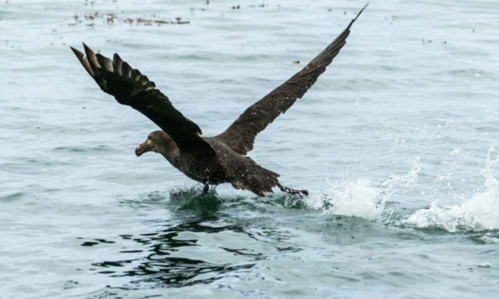 La grippe aviaire H5 a touché l’Australie, le dernier continent encore épargné