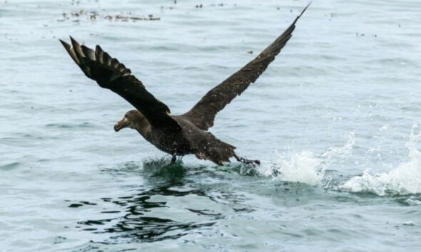 La grippe aviaire H5 a touché l’Australie, le dernier continent encore épargné