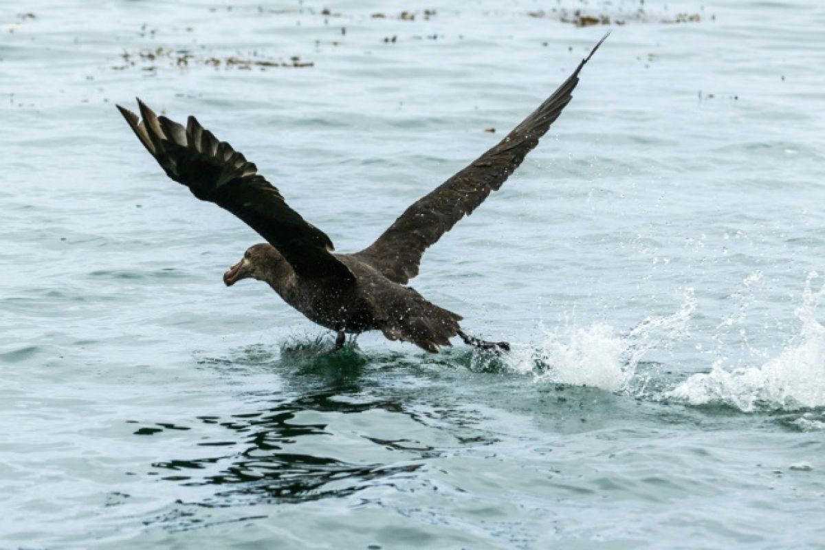 La grippe aviaire H5 a touché l’Australie, le dernier continent encore épargné