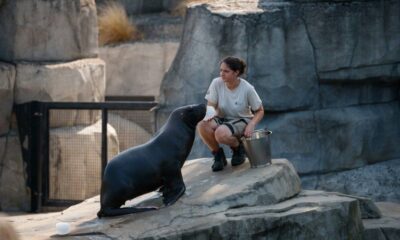 Les zoos ont trouvé des parades originales pour que leurs animaux ne souffrent pas de la canicule