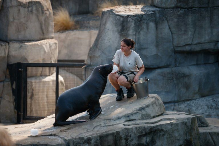Les zoos ont trouvé des parades originales pour que leurs animaux ne souffrent pas de la canicule