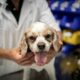 Contre le cancer, les animaux aussi ont droit à la chimiothérapie et à la radiothérapie