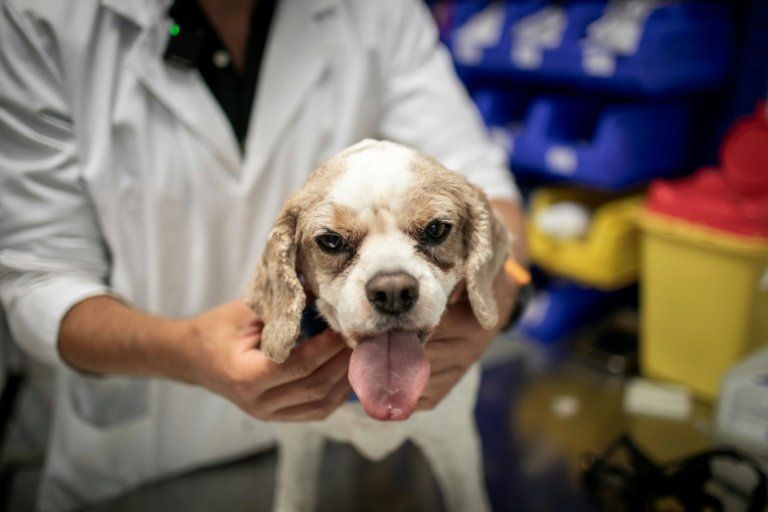 Contre le cancer, les animaux aussi ont droit à la chimiothérapie et à la radiothérapie