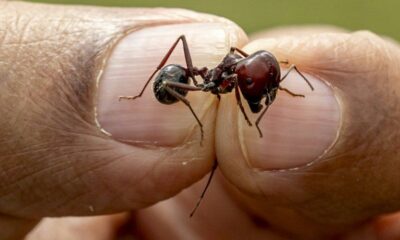 Les fourmis doivent leur succès aux variations climatiques passées