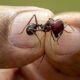 Les fourmis doivent leur succès aux variations climatiques passées