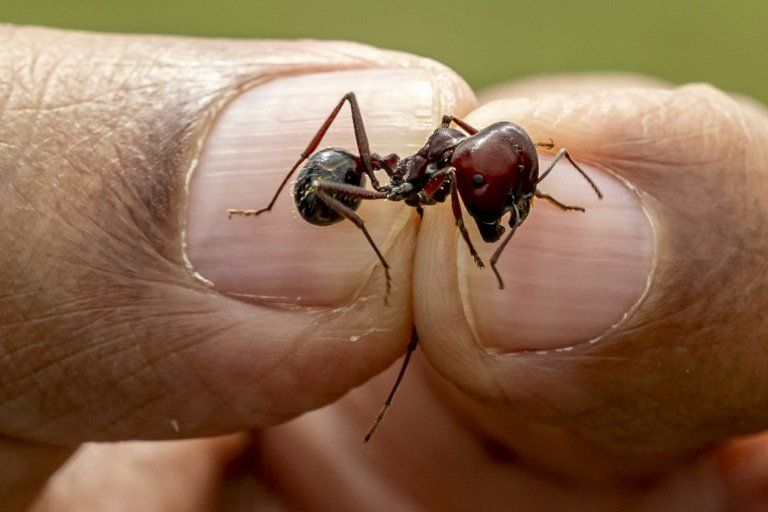 Les fourmis doivent leur succès aux variations climatiques passées - lesinguliersete.fr