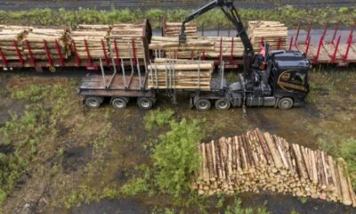 Les forêts françaises perdent leur superpouvoir contre le CO2