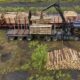 Les forêts françaises perdent leur superpouvoir contre le CO2