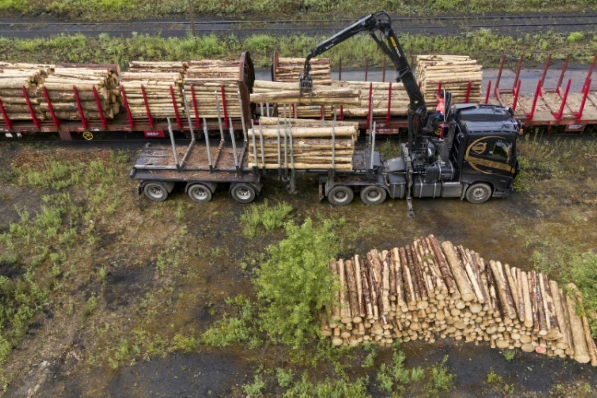 Les forêts françaises perdent leur superpouvoir contre le CO2