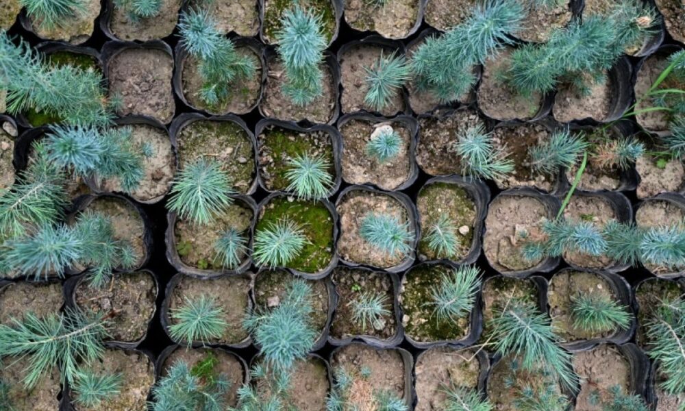 Des arbres repoussent dans les montagnes afghanes