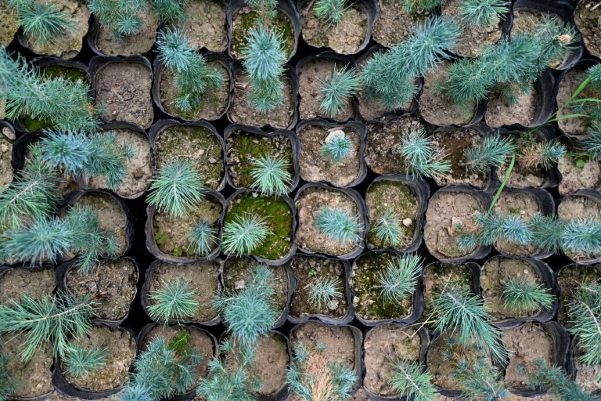 Des arbres repoussent dans les montagnes afghanes