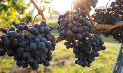 Le raisin mûrit trop vite et les vendanges n'ont plus rien de normal