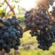 Le raisin mûrit trop vite et les vendanges n'ont plus rien de normal