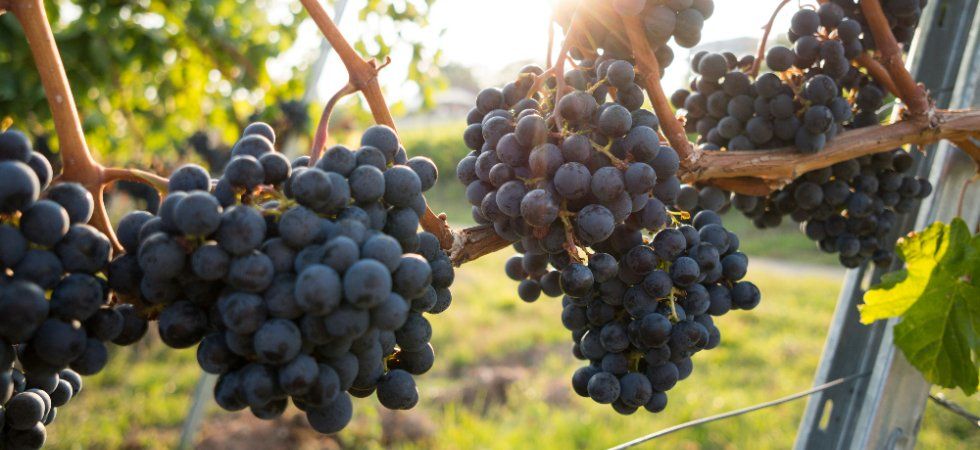 Le raisin mûrit trop vite et les vendanges n'ont plus rien de normal