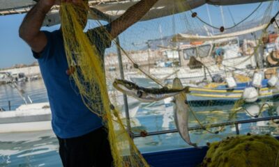 Ces poissons venus des mers chaudes qui rongent la Méditerranée