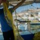 Ces poissons venus des mers chaudes qui rongent la Méditerranée