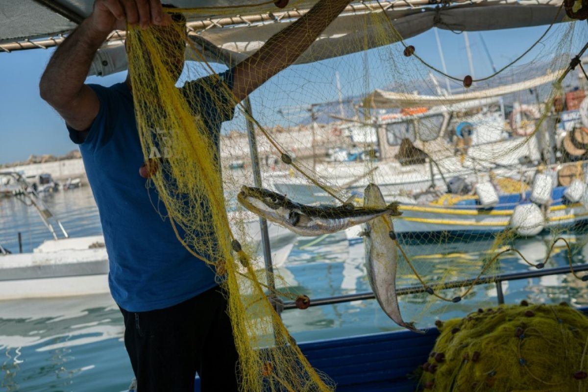 Ces poissons venus des mers chaudes qui rongent la Méditerranée