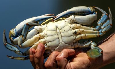 Le crabe bleu dévore la Méditerranée et la seule parade est dans votre assiette