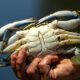 Le crabe bleu dévore la Méditerranée et la seule parade est dans votre assiette