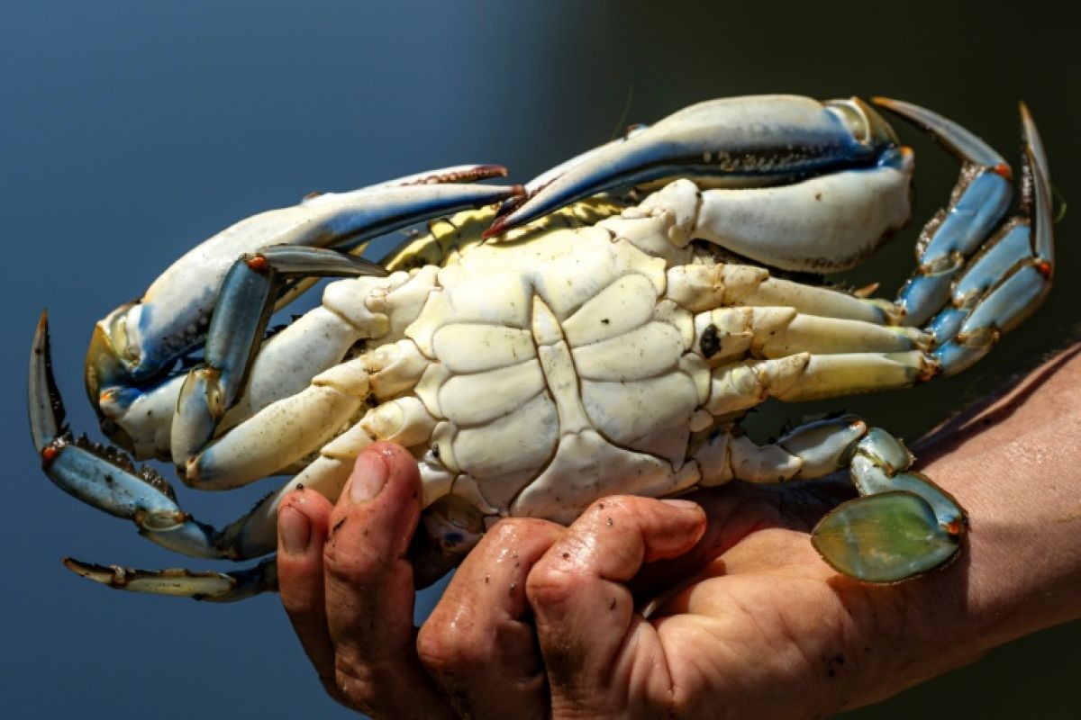 Le crabe bleu dévore la Méditerranée et la seule parade est dans votre assiette