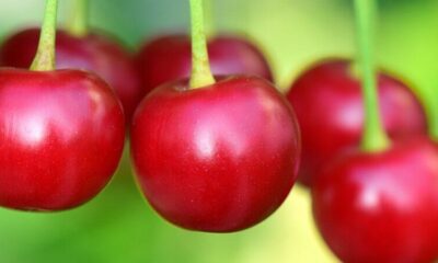 30 000 tonnes de cerises pourquoi les producteurs s'alarment