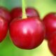30 000 tonnes de cerises pourquoi les producteurs s'alarment