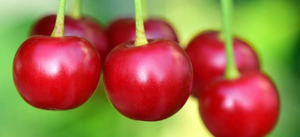 30 000 tonnes de cerises pourquoi les producteurs s'alarment