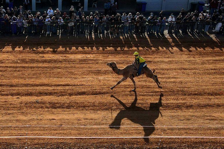 Des dromadaires stars d’un sprint dans le désert australien
