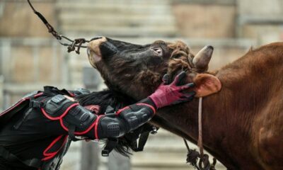 Il attrape le taureau à mains nues et tente de le faire tomber : bienvenue au guanniu, une tradition chinoise qui refuse de disparaître