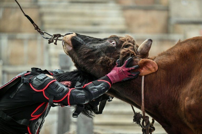 Il attrape le taureau à mains nues et tente de le faire tomber : bienvenue au guanniu, une tradition chinoise qui refuse de disparaître