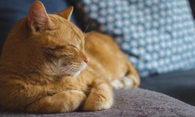 Canicule trois gestes essentiels pour protéger votre animal et une erreur à ne surtout pas commettre