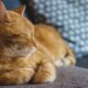 Canicule trois gestes essentiels pour protéger votre animal et une erreur à ne surtout pas commettre