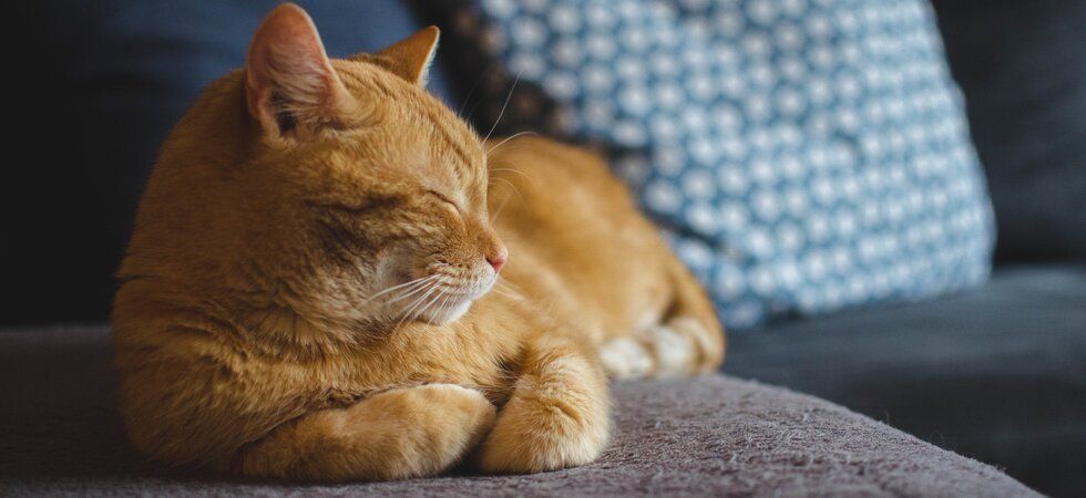 Canicule trois gestes essentiels pour protéger votre animal et une erreur à ne surtout pas commettre